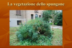 Presentazione-giardino-della-Cocla16