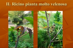 Presentazione-giardino-della-Cocla26