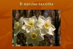 Presentazione-giardino-della-Cocla36