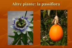 Presentazione-giardino-della-Cocla37