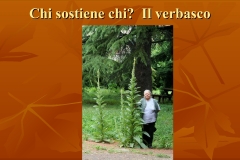 Presentazione-giardino-della-Cocla41