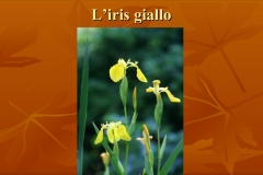 Presentazione-giardino-della-Cocla8