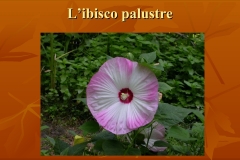 Presentazione-giardino-della-Cocla9