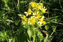 Gev a Sasso Fratino (3)