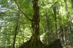 Gev a Sasso Fratino (5)