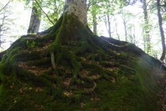 Gev a Sasso Fratino (7)